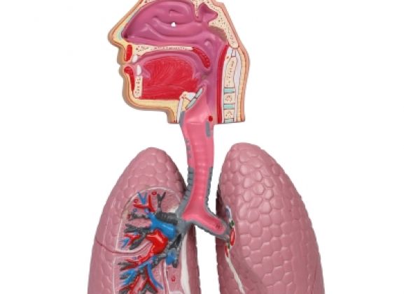https://www.jayakelana.co.id/uploads/product/-g216-human-respiratory-system-92835081292854e_cover.jpg