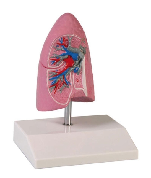 (G252) Lung Half, 1/2 life size