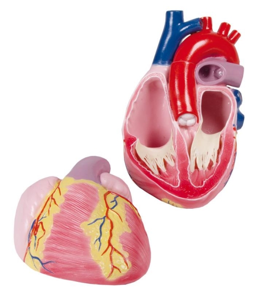 (G254) Giant Heart Model, 3 time life size, 2 parts, EZ Augmented Anatomy