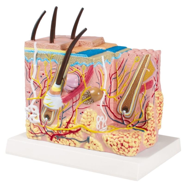 (J213) Skin Block Model, EZ Augmented Anatomy