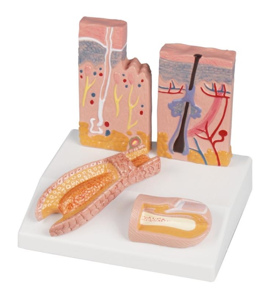 (J214) Skin-hair-nail Desktop Model, EZ Augmented Anatomy