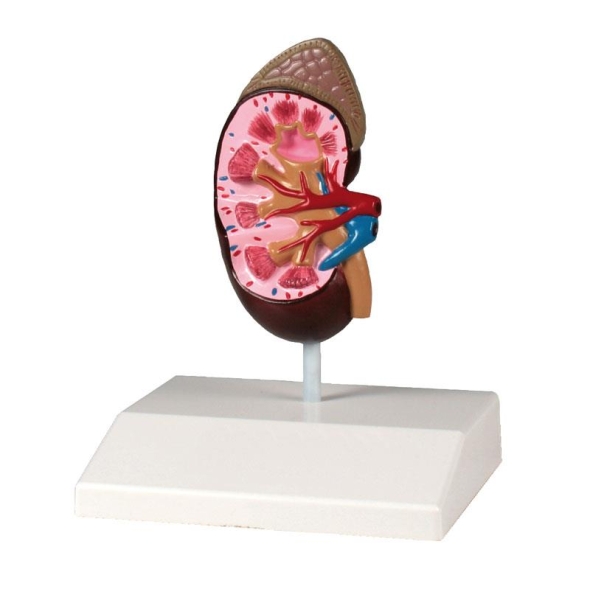 (K212) Kidney Model, life size - EZ Augmented Anatomy