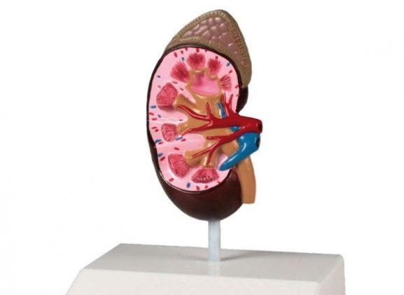 https://www.jayakelana.co.id/uploads/product/-k212-kidney-model-life-51850a577c0f904_cover.jpg