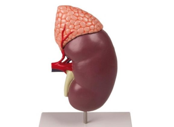 https://www.jayakelana.co.id/uploads/product/-k213-kidney-with-adrenal-539633d5b6bebb8_cover.jpg
