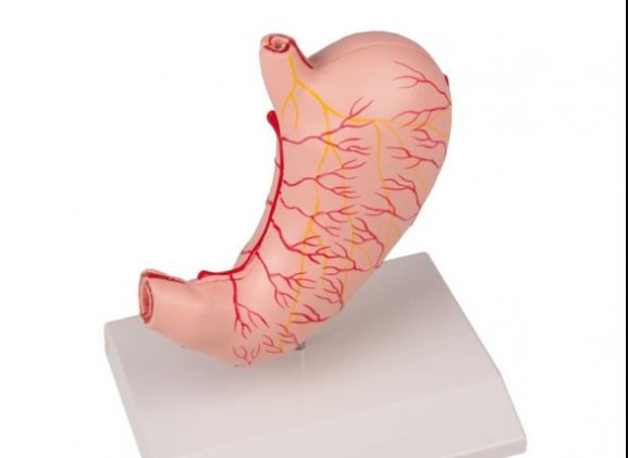 https://www.jayakelana.co.id/uploads/product/-k215-stomach-life-size--48435fea7fda588_cover.jpg