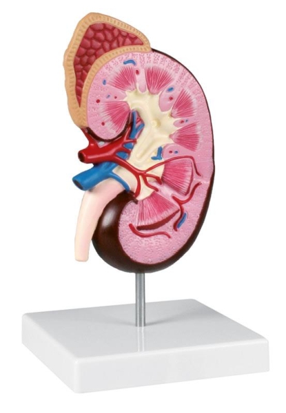 (K260) Kidney Model, 2 times life size - EZ Augmented Anatomy