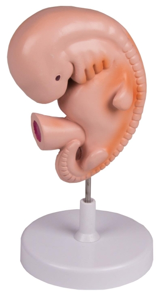 (L215) Human Embryo, 4 weeks
