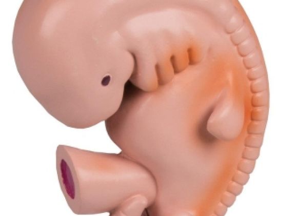 https://www.jayakelana.co.id/uploads/product/-l215-human-embryo-4-8702588d1fa5541_cover.jpg