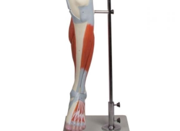 https://www.jayakelana.co.id/uploads/product/-m220-leg-muscles-13-part-355247dc3ca4939_cover.jpg