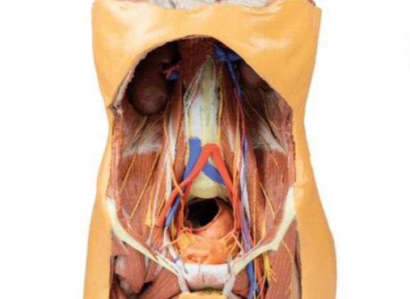 https://www.jayakelana.co.id/uploads/product/-mp1300-posterior-abdominal-wall-122572f88492647_cover.jpg