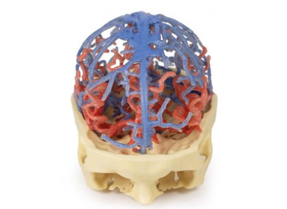 https://www.jayakelana.co.id/uploads/product/-mp1640-3d-printed-anatomy-5399593a735c862_cover.jpg