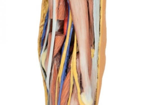 https://www.jayakelana.co.id/uploads/product/-mp1830-popliteal-fossa-799074de639e510_cover.jpg