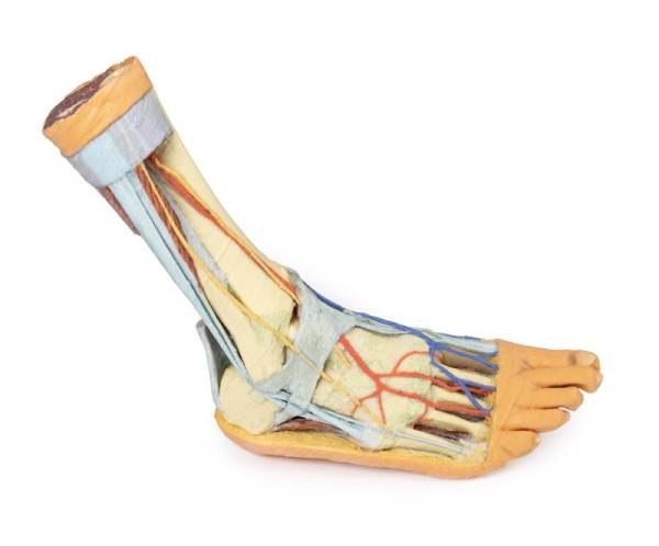 (MP1930) Foot - Superficial and Deep Structures of the Distal Leg and Foot