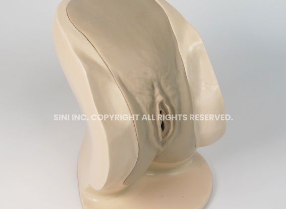 https://www.jayakelana.co.id/uploads/product/-p-ctb-02-female-catheterization-trainer-74319ae763b1cc8_cover.jpg