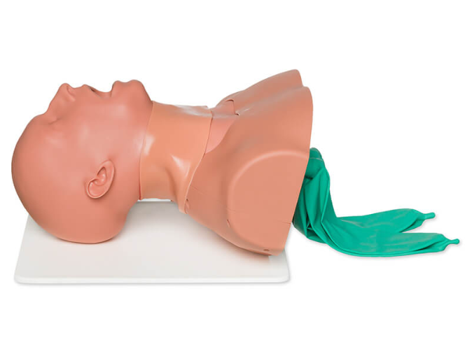 (AM-1001-L) Airway Man, Airway Management Trainer