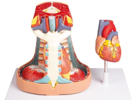 https://www.jayakelana.co.id/uploads/product/-v103-mediastinum-life-size-473995830356e86_cover.jpg