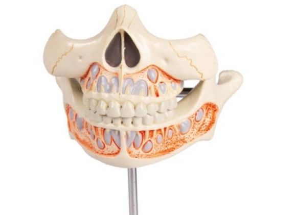 https://www.jayakelana.co.id/uploads/product/-v182-decidous-teeth-model-365792990e68a8c_cover.jpg