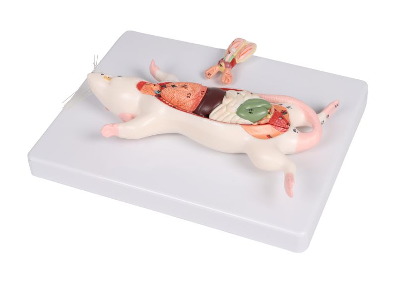(VET0821) Rat Dissection Model
