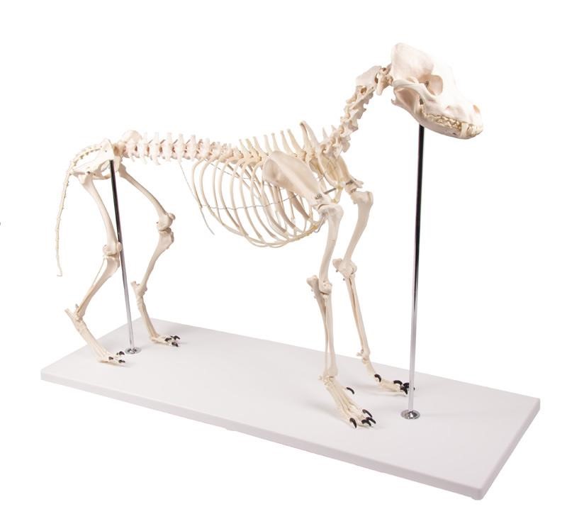 (VET1700) Dog Skeleton Olaf, Life Size