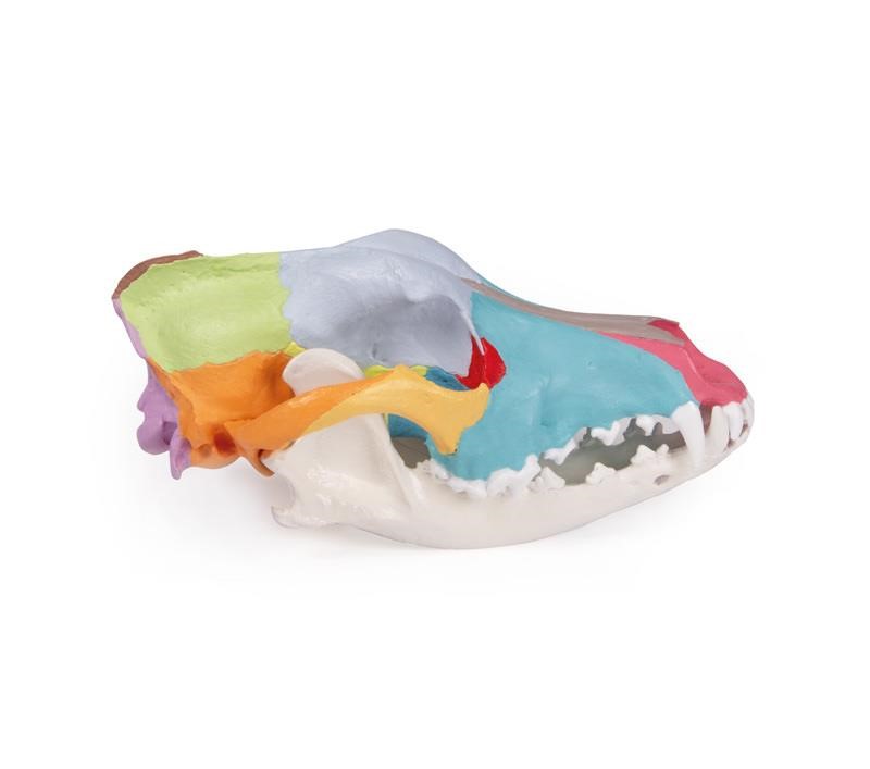 (VET1708) Dog Skull with Didactic Painting