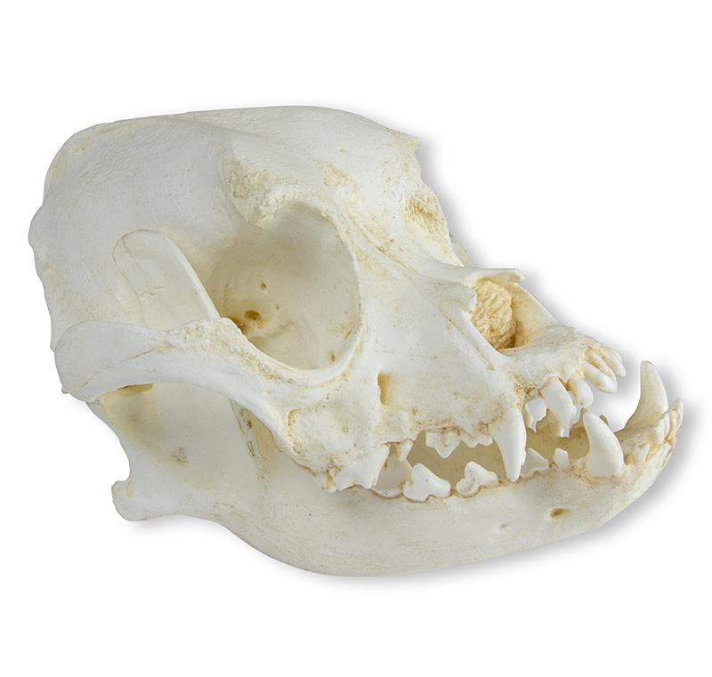 (VET2010) Skull of Domestic&nbsp;Dog, Boxer&nbsp;(Canis&nbsp;familiaris)