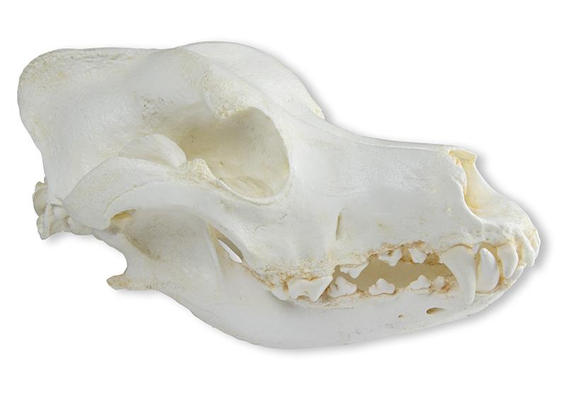 (VET2015) Skull, Domestic&nbsp;Dog, German Shepherd&nbsp;(Canis&nbsp;familiaris)