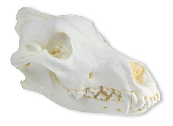 https://www.jayakelana.co.id/uploads/product/-vet2025-skull-wolf-canis-789558f3d549373_cover.jpeg