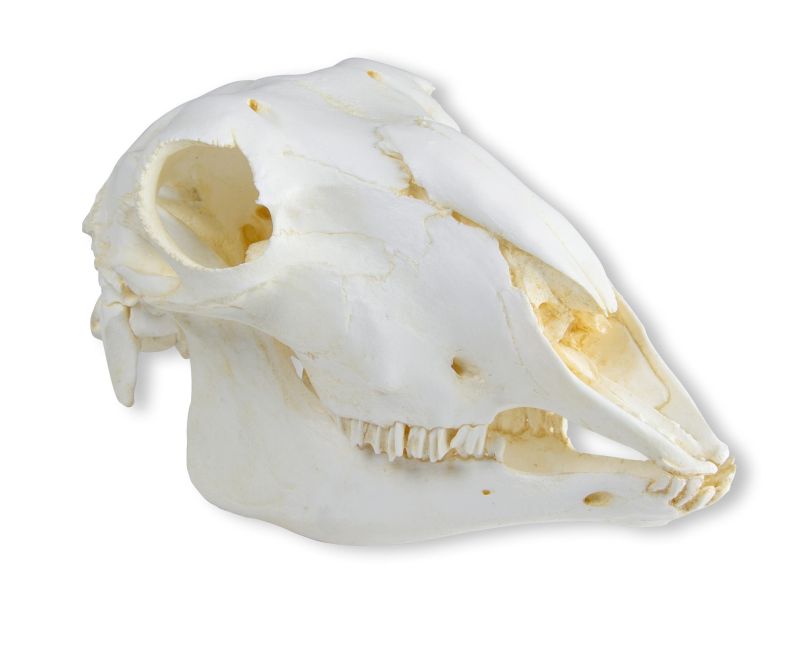 (VET2030) Skull, Domestic Sheep, Female (Ovis aries)