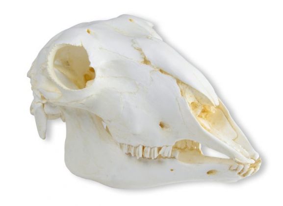 https://www.jayakelana.co.id/uploads/product/-vet2030-skull-domestic-sheep--71659c45ce35031_cover.jpeg