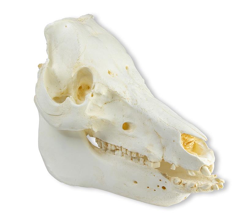 (VET2035) Skull Domestic Pig (Sus scrofa domesticus)