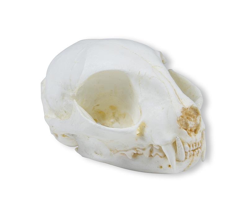(VET2060) Skull, Wild Cat (Felis silvestris)
