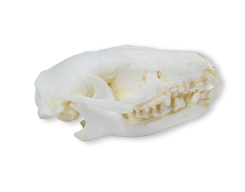 (VET2075) Skull Hedgehog (Erinaceus europaeus)