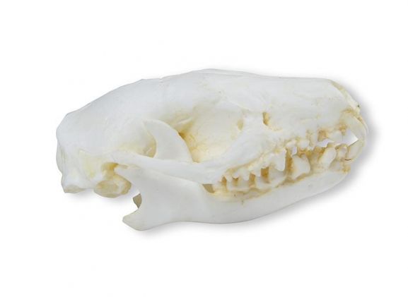 https://www.jayakelana.co.id/uploads/product/-vet2075-skull-hedgehog-erinaceus-17973d887ce6c2f_cover.jpeg