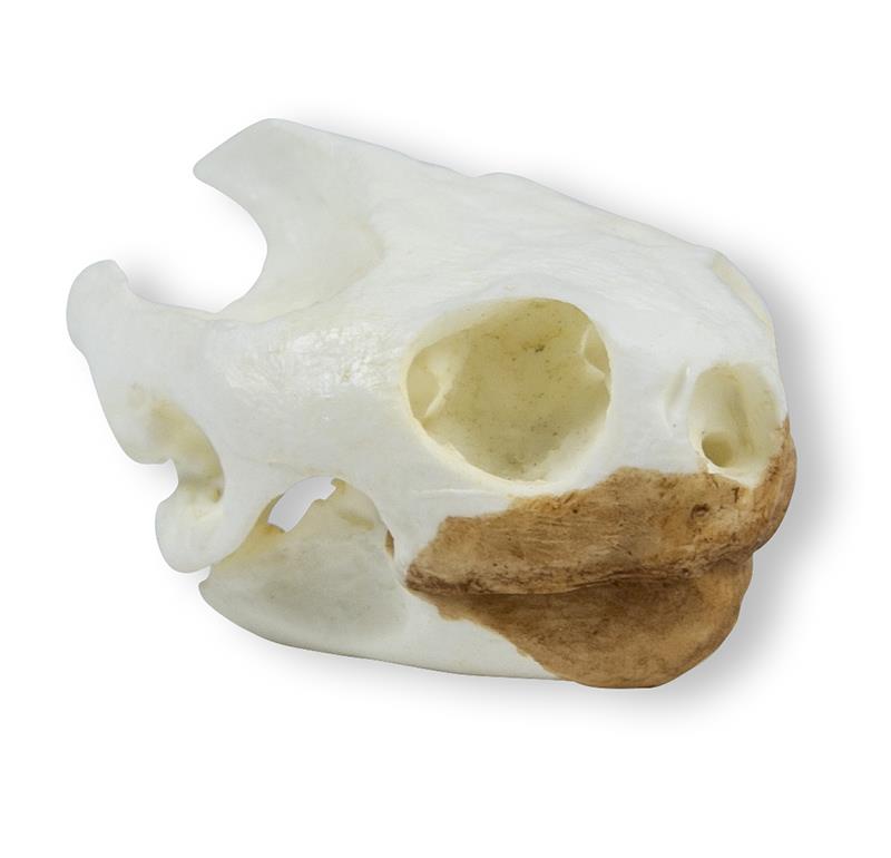 (VET2080) Skull, Turtoise (Testudo sp.)