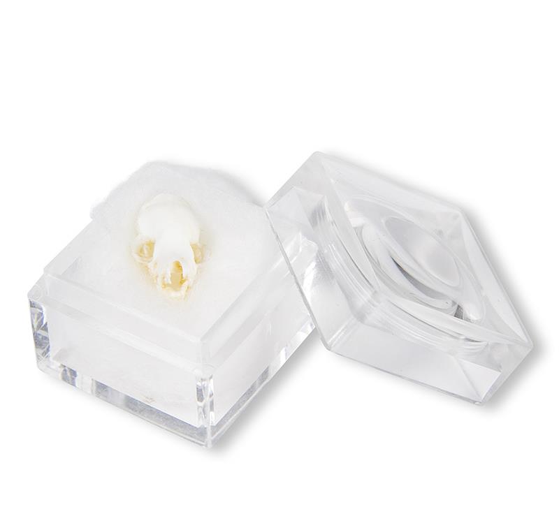 (VET2085) Skull, Bat (Chiroptera sp.)