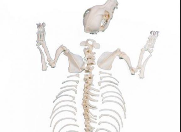 https://www.jayakelana.co.id/uploads/product/-vet3010-dog-skeleton-unassembled--77932aa83dc80e8_cover.jpeg