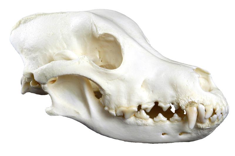 (VET3085) Dog Skull, big size (Canis familiaris, replica)