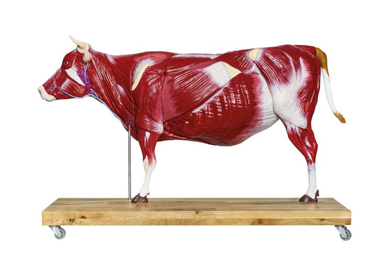 (VET3300) Bovine Model, 15 pieces, 1/3 natural size