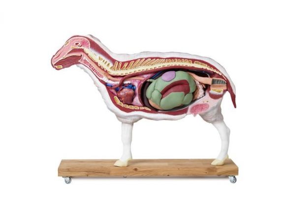 https://www.jayakelana.co.id/uploads/product/-vet3310-sheep-model-12-22012f0d10f7fd4_cover.jpg