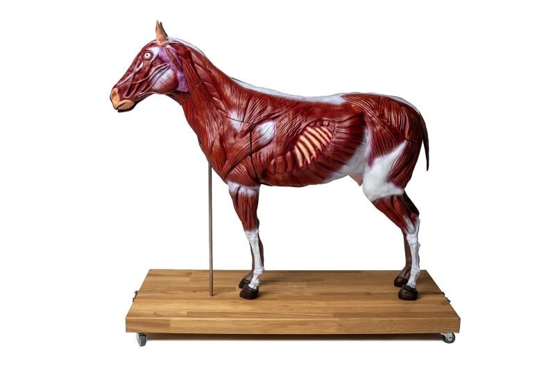 (VET3330) Horse (Mare) Model, 16 part, 1/3 life size