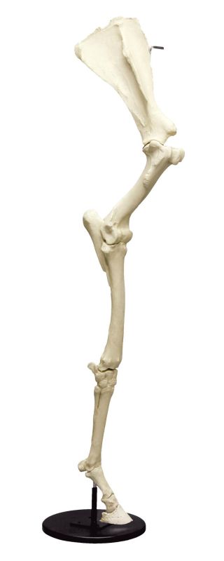(VET4370) Horse Front Leg with Scapula, articulated on base