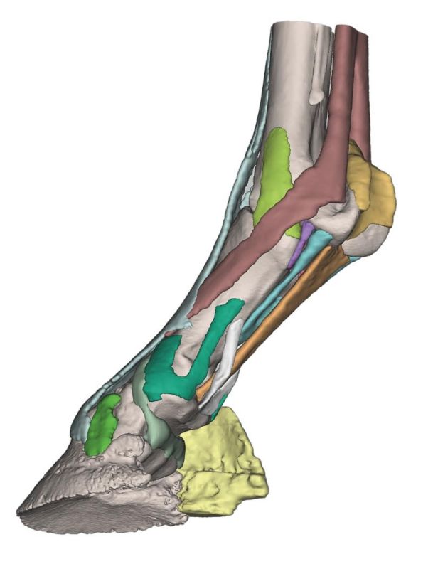 (VET4410) Foot of a Horse as Model - Model 2