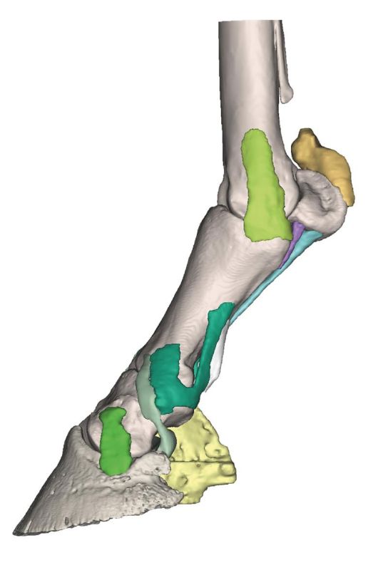 (VET4430) Foot of a Horse as Model - Model 4
