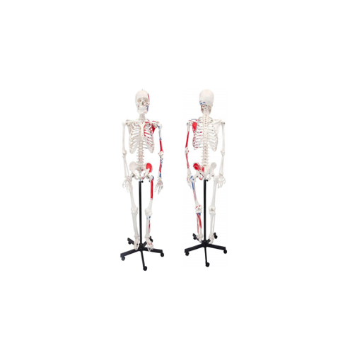 (A-104281) Axis Scientific Muscle Painted and Numbered Life-Size Human Skeleton Anatomy Model