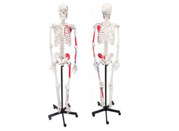 https://www.jayakelana.co.id/uploads/product/axis-scientific-paintedhuman-skeleton-211785d9da695be_cover.png
