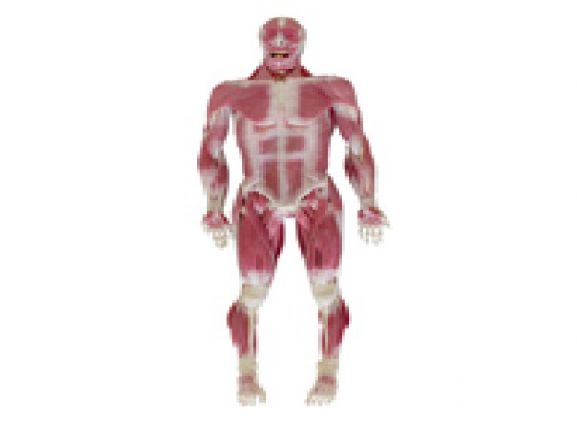 https://www.jayakelana.co.id/uploads/product/model-musculoskeletal-syndaver-pria-67587f8e5b76cf9_cover.png
