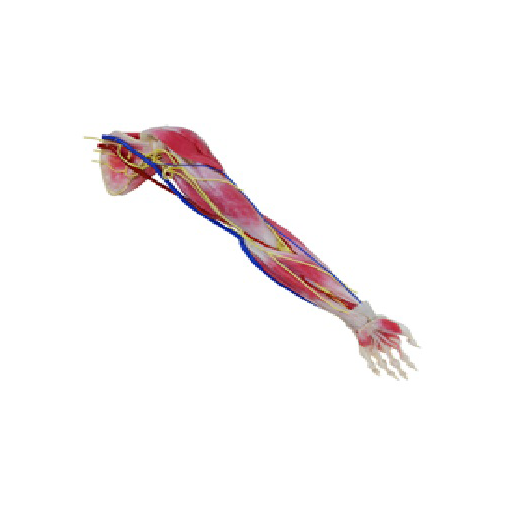 (102300) SYNTISSUE ARM LEFT 