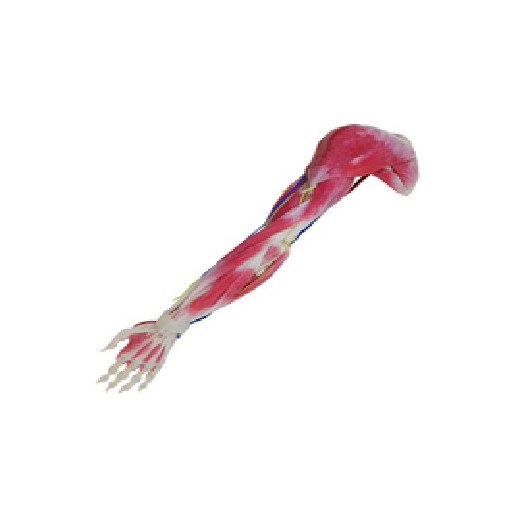 (102350) SYNTISSUE ARM RIGHT 