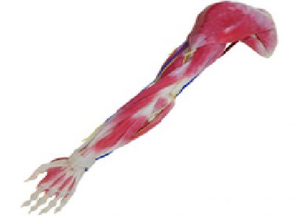 https://www.jayakelana.co.id/uploads/product/syntissue-arm-right-102350--296272e89ec70f6_cover.png